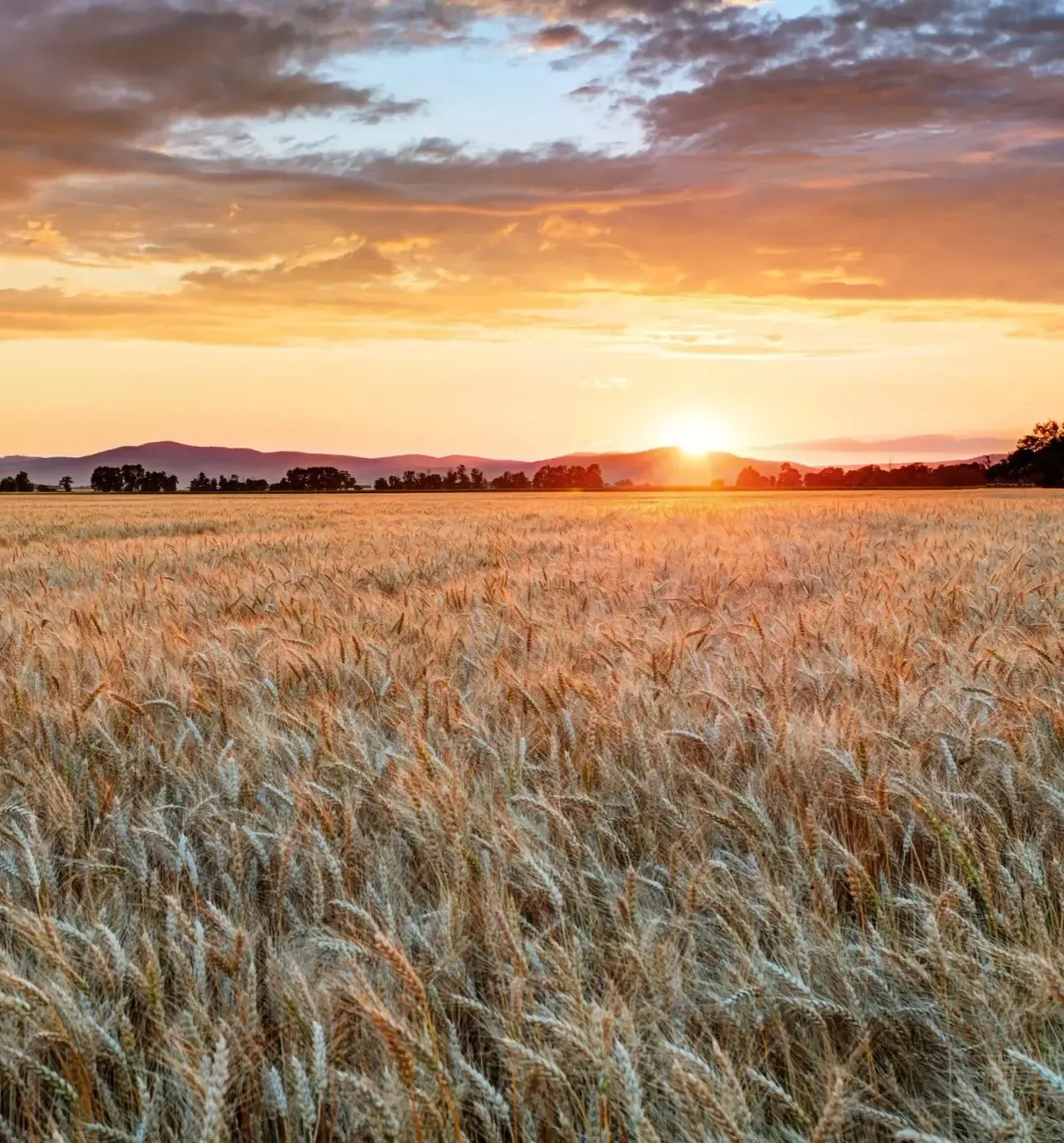 Sun setting over an open field of wheat